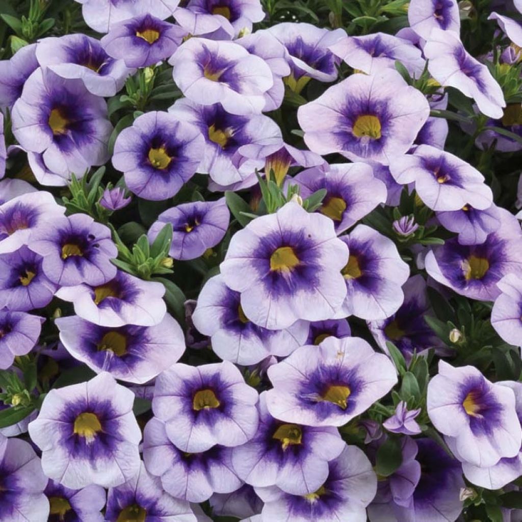 Calibrachoa Eyeconic Purple - Mini petunia