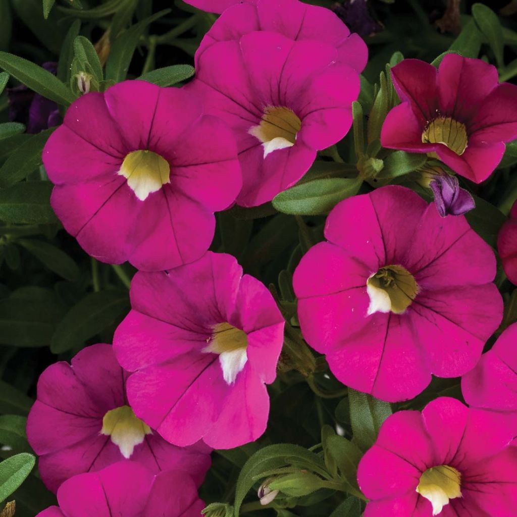 Calibrachoa Noa Dark Pink Carnival - Mini petunia
