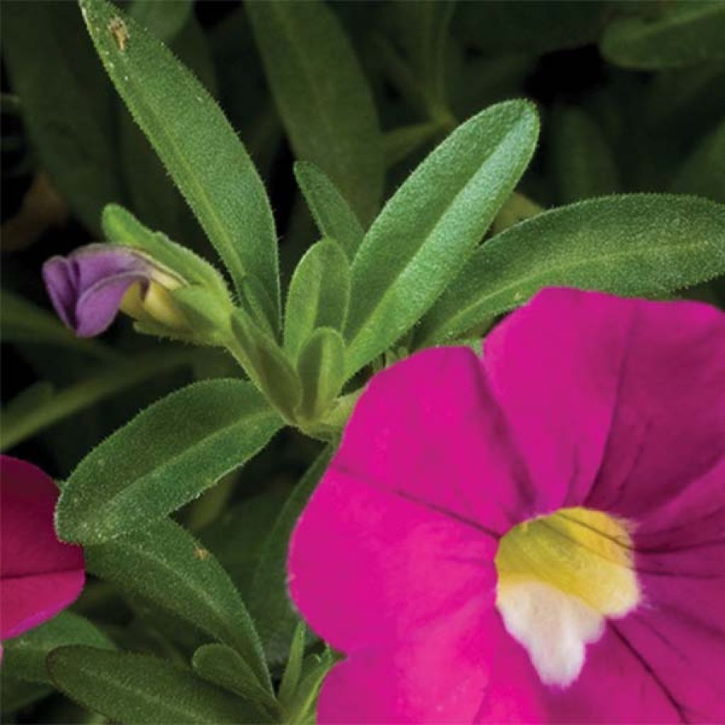 Calibrachoa Noa Dark Pink Carnival - Mini petunia