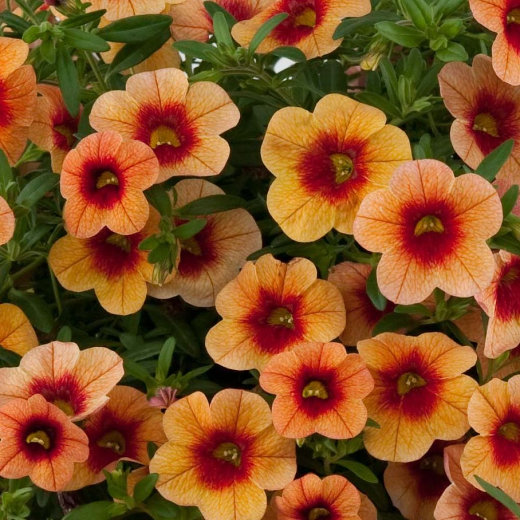 Calibrachoa Superbells Unique Mango Punch