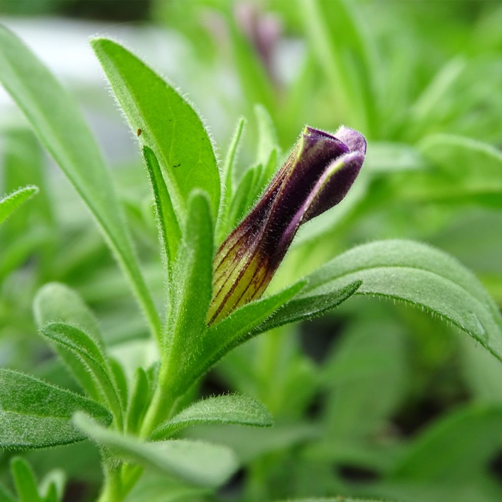Calibrachoa Superbells Unique Blue Violet - Mini petunia