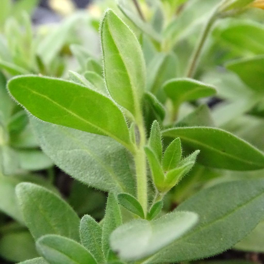Calibrachoa Superbells Unique Mango Punch