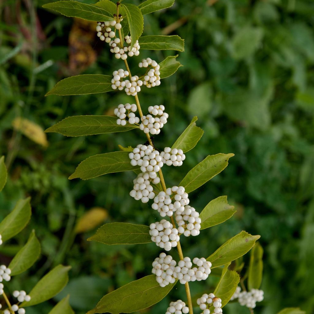 Callicarpa dichotoma Albibacca - Schoonvrucht
