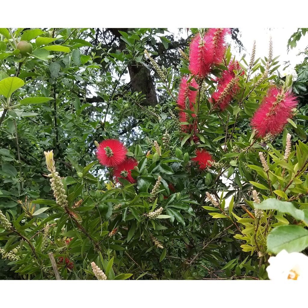 Callistemon citrinus Splendens - Lampenpoetser