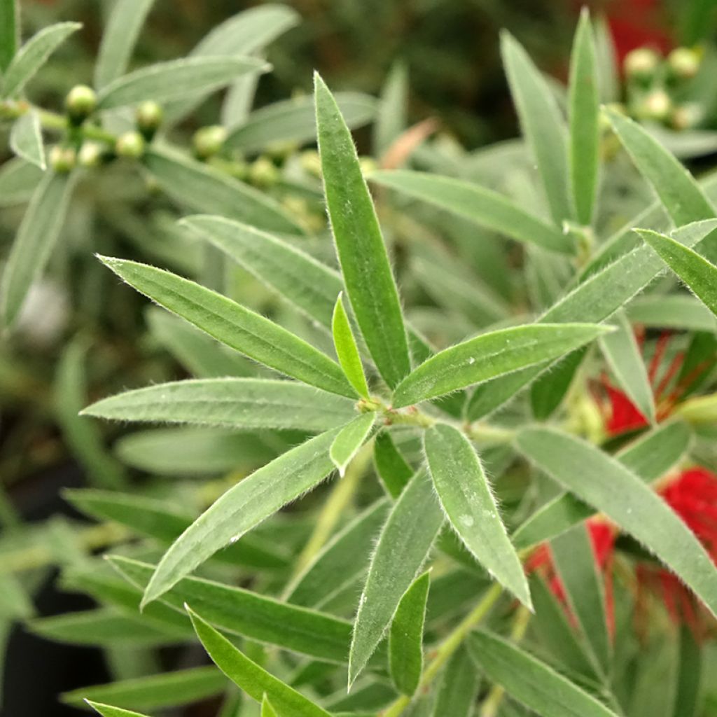 Callistemon masotti Mini Red - Lampenpoetser