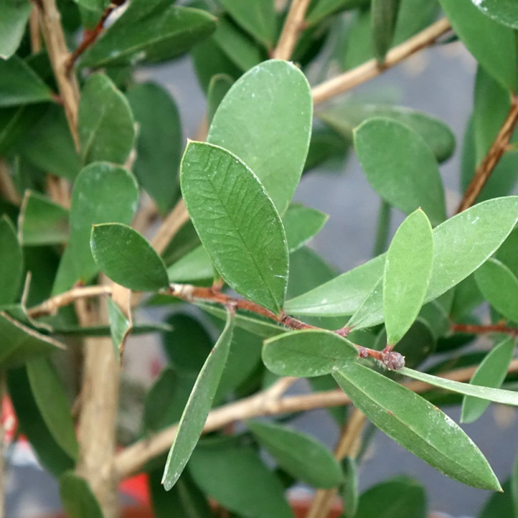 Callistemon viminalis Bright Pink - Lampenpoetser