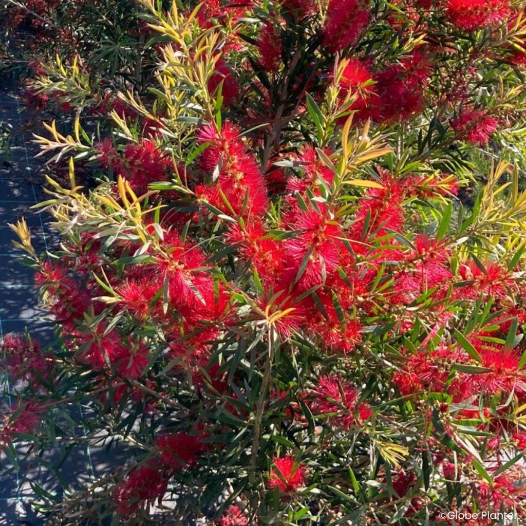 Callistemon Outback Flame - Lampenpoetser