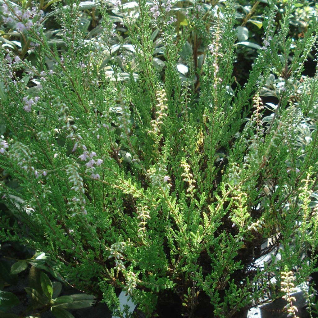 Calluna vulgaris Spring Torch - Zomerheide