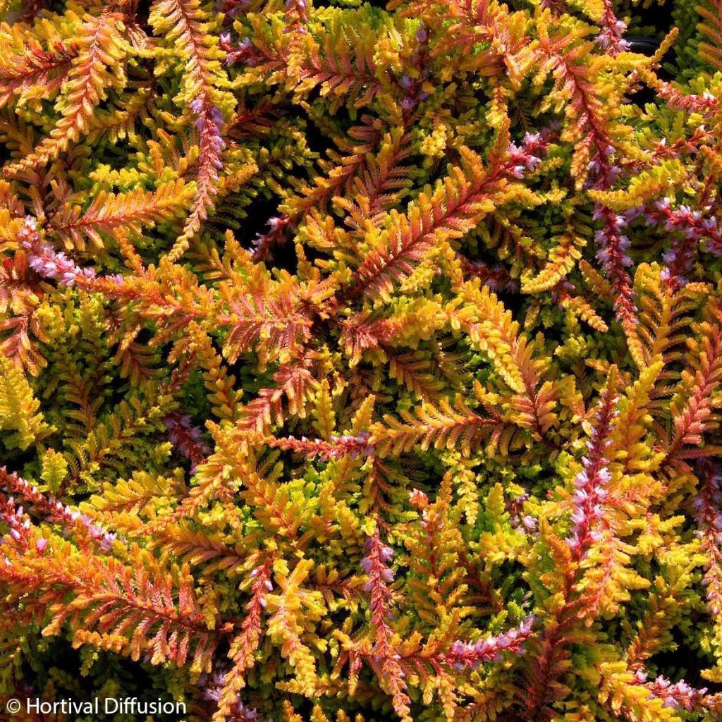 Calluna vulgaris Wickwar Flame - Zomerheide