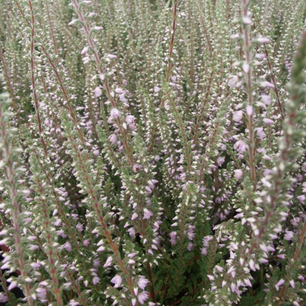 Calluna vulgaris Silver Knight - Zomerheide
