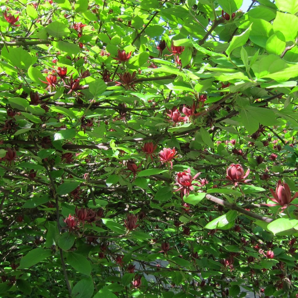 Calycanthus floridus - Specerijstruik