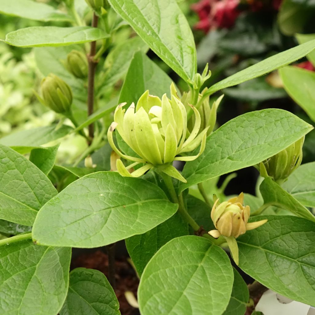 Calycanthus floridus Athens - Specerijstruik