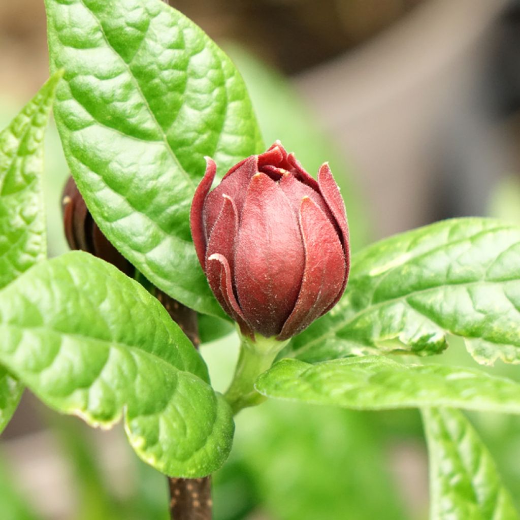 Calycanthus floridus Michael Lindsay - Specerijstruik