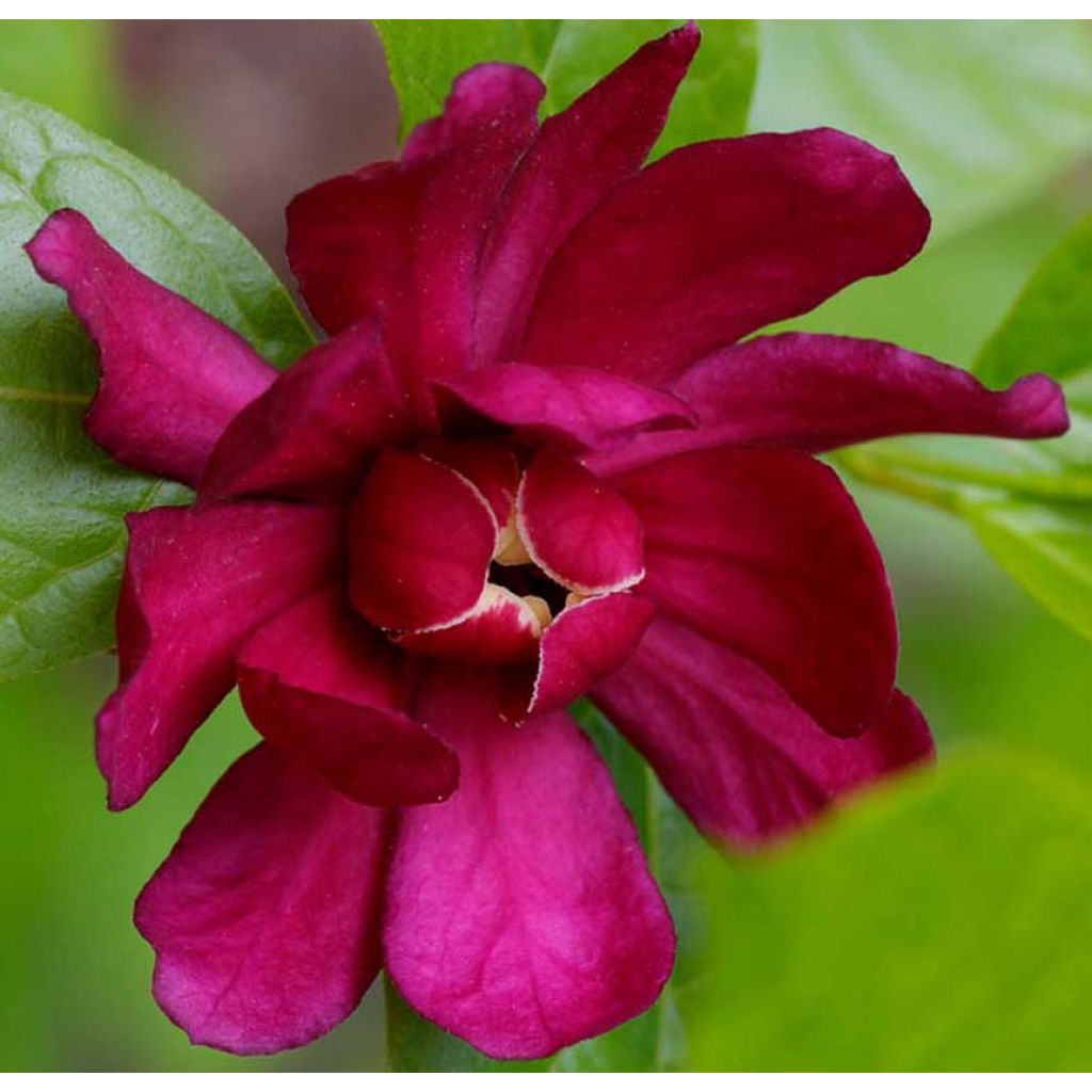 Calycanthus raulstonii Hartlage Wine - Specerijstruik