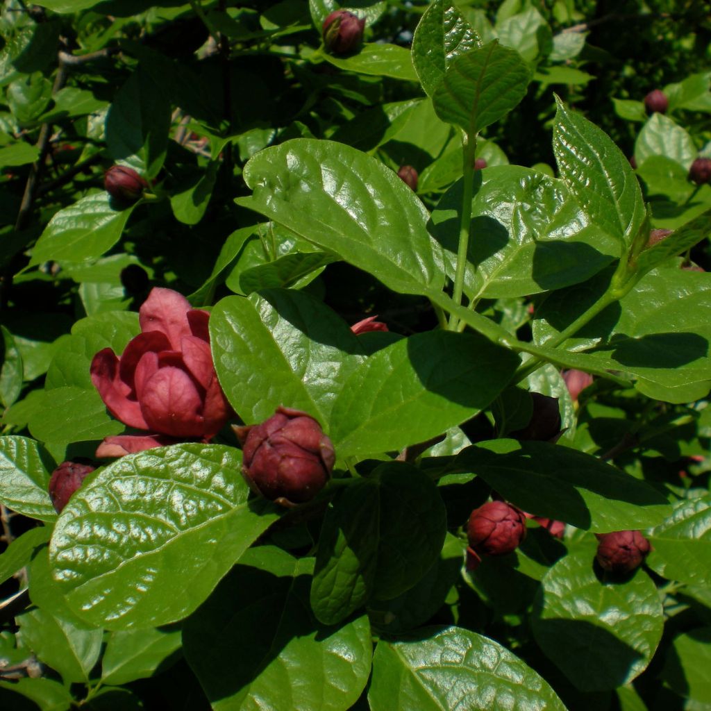 Calycanthus raulstonii Hartlage Wine - Specerijstruik