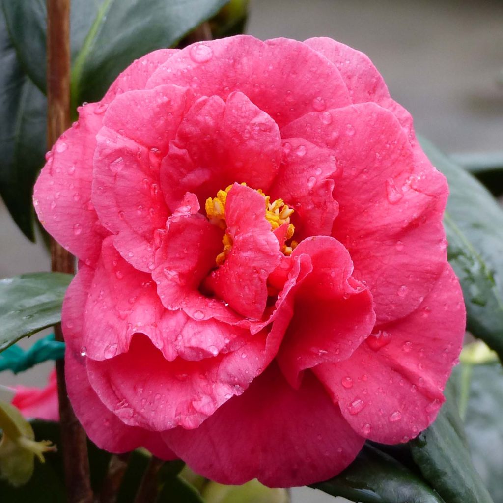 Camellia japonica Adolphe Audusson - Japanse camelia
