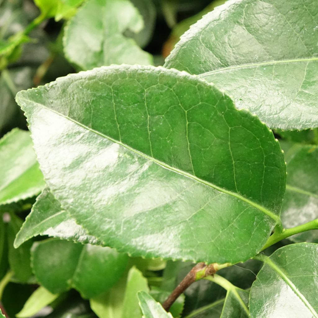 Camellia japonica Dainty California - Japanse roos