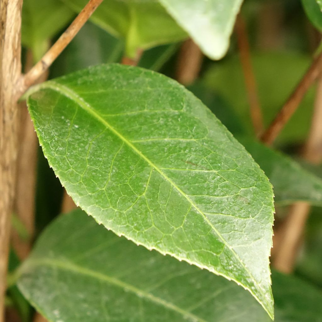 Camellia japonica Three Sisters - Japanse camelia