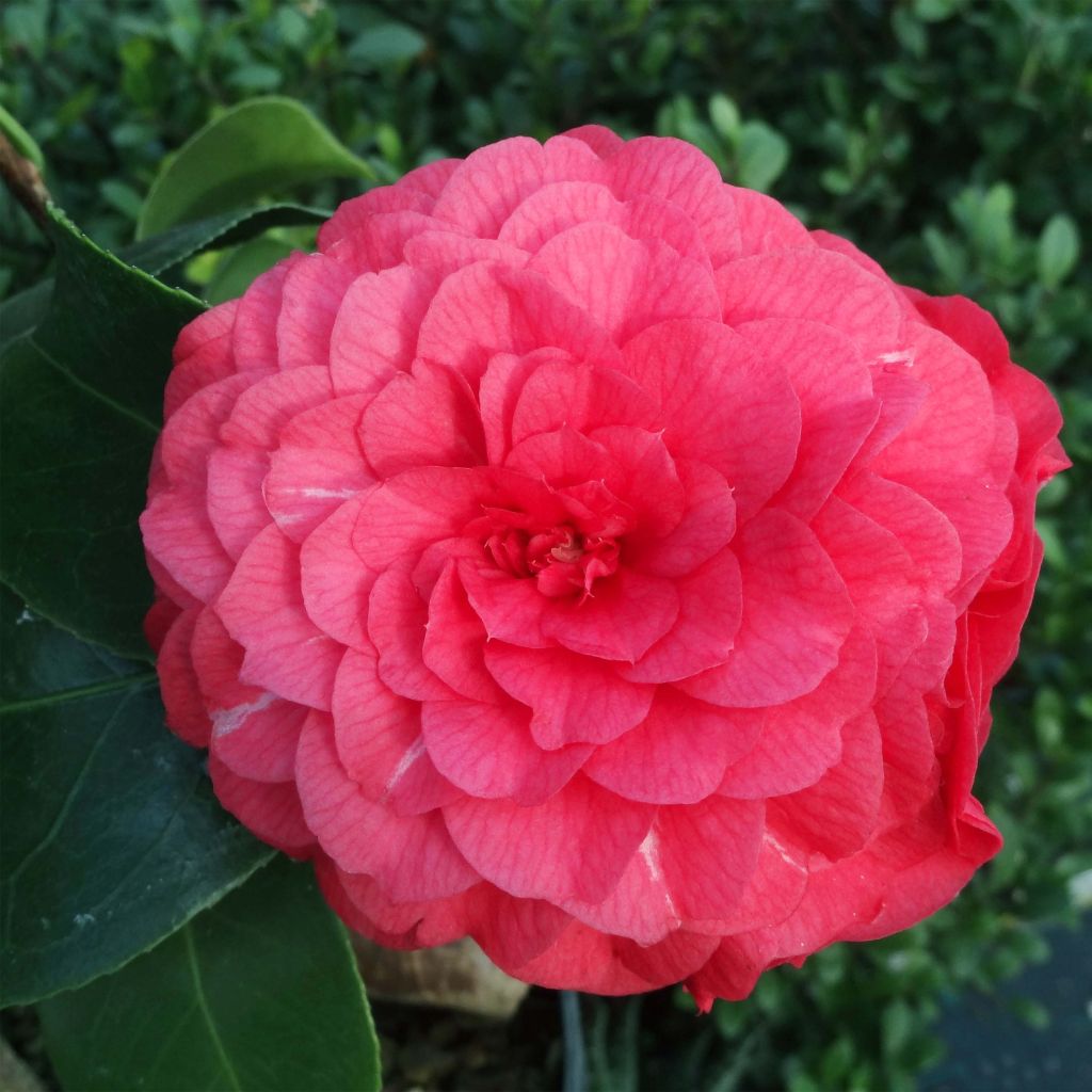 Camellia japonica Il Gioiello - Japanse roos