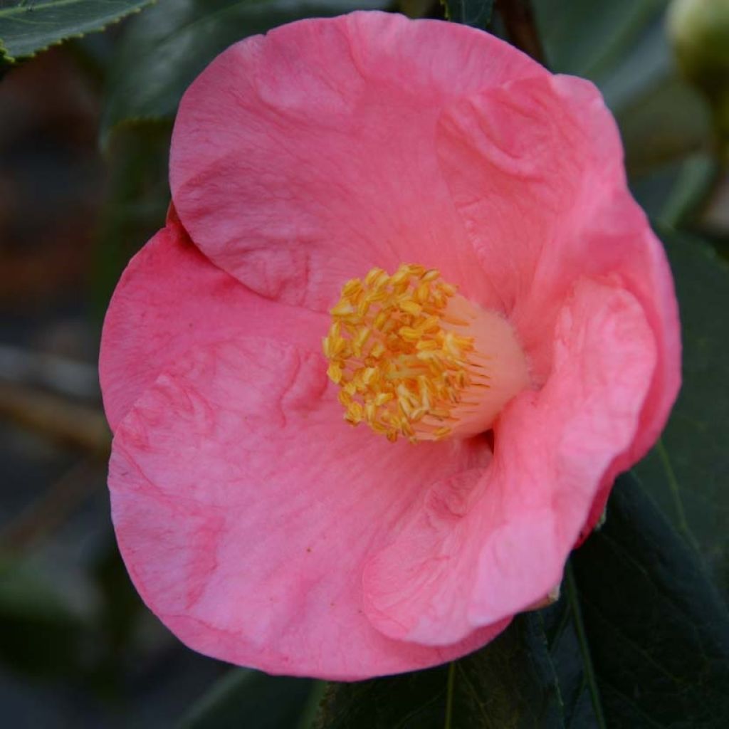 Camellia japonica Paul Sérusier - Japanse camelia
