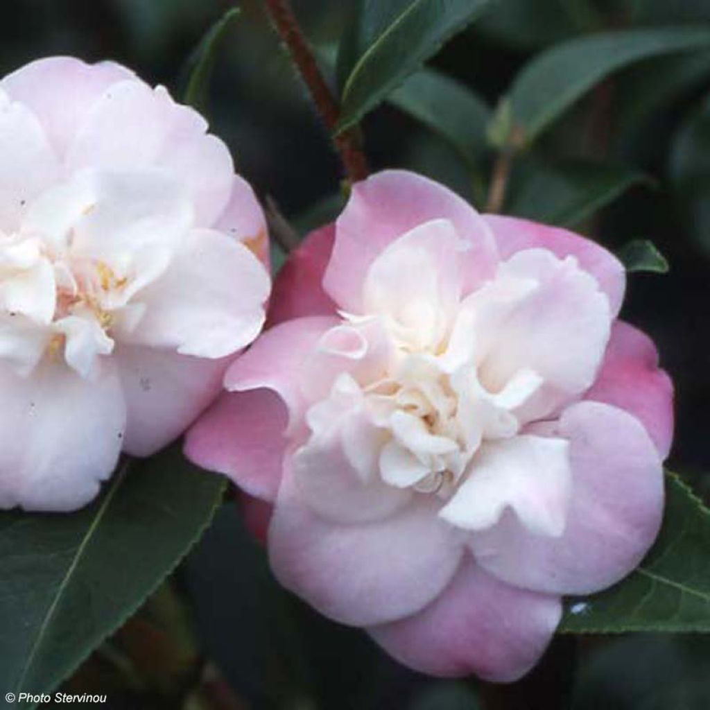 Camellia oleifera Sweet Jane - Specerijstruik