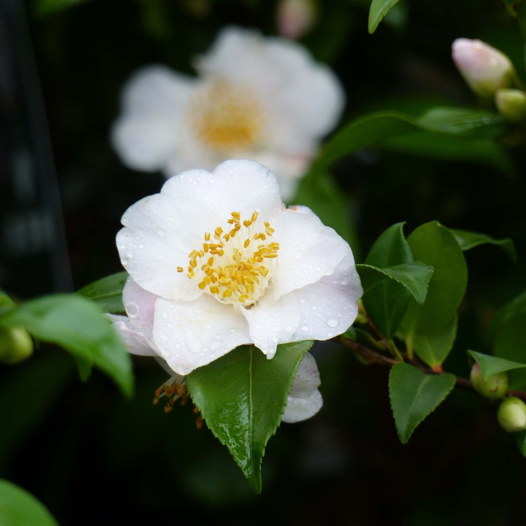 Camellia Cinnamon Scentsation - Japanse camelia