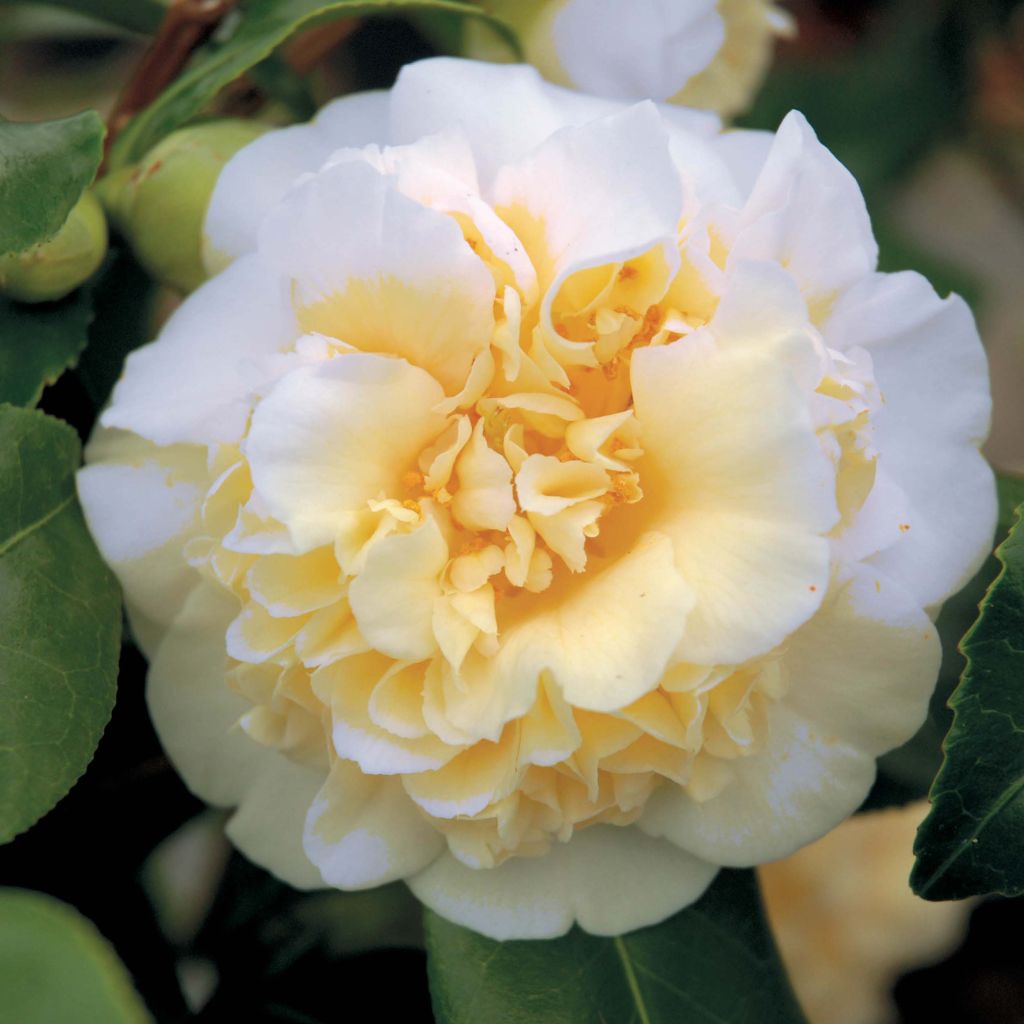 Camellia japonica Jurys Yellow - Japanse camelia