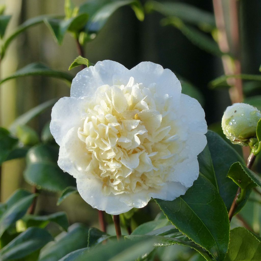 Camellia japonica Jurys Yellow - Japanse camelia