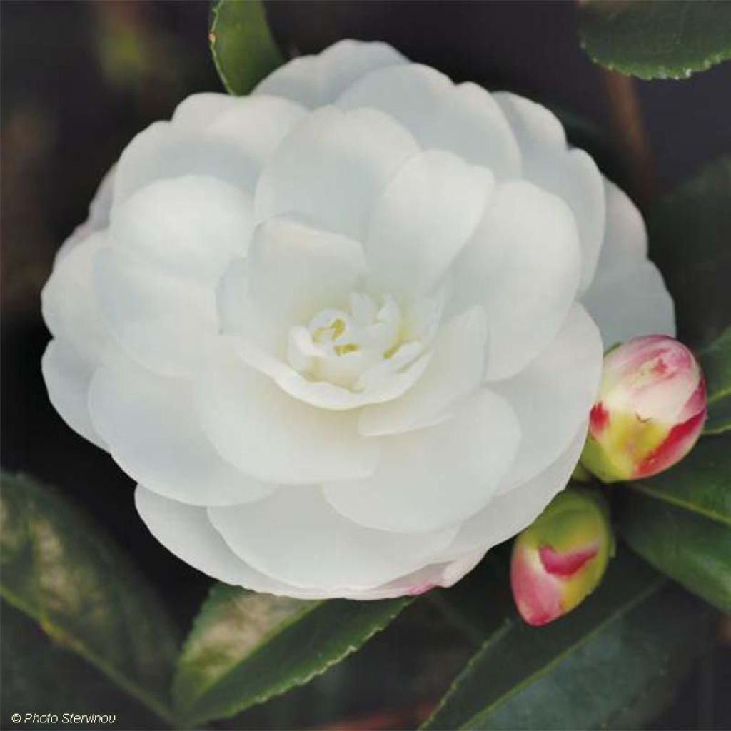 Camellia sasanqua Early Pearly - Herfstcamelia