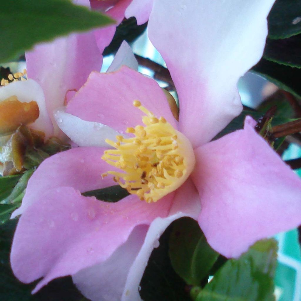 Camellia sasanqua Yume - Herfstcamelia