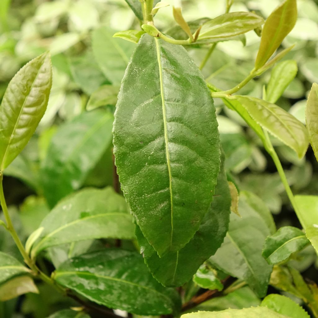 Camellia sinensis Théojardin® - Theeplant