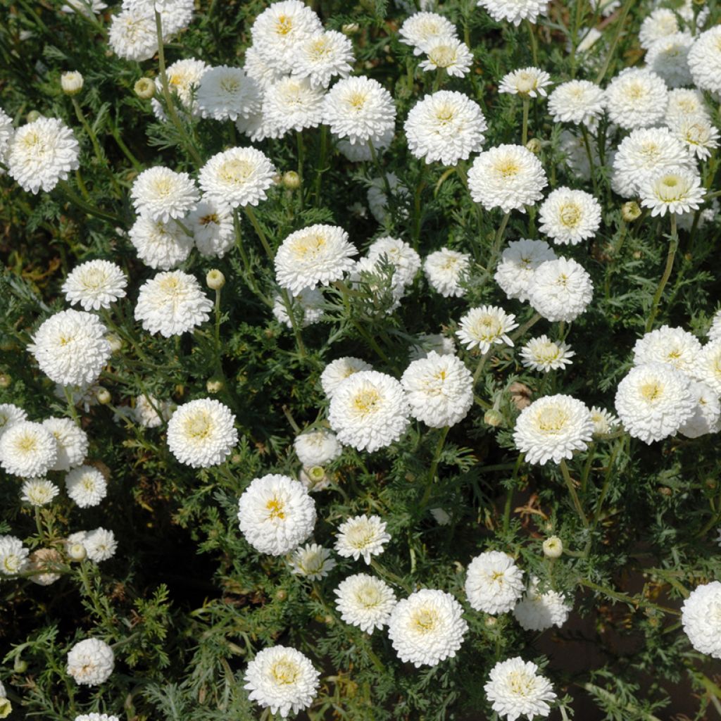 Chamaemelum nobile Ligulosum - Roomse kamille