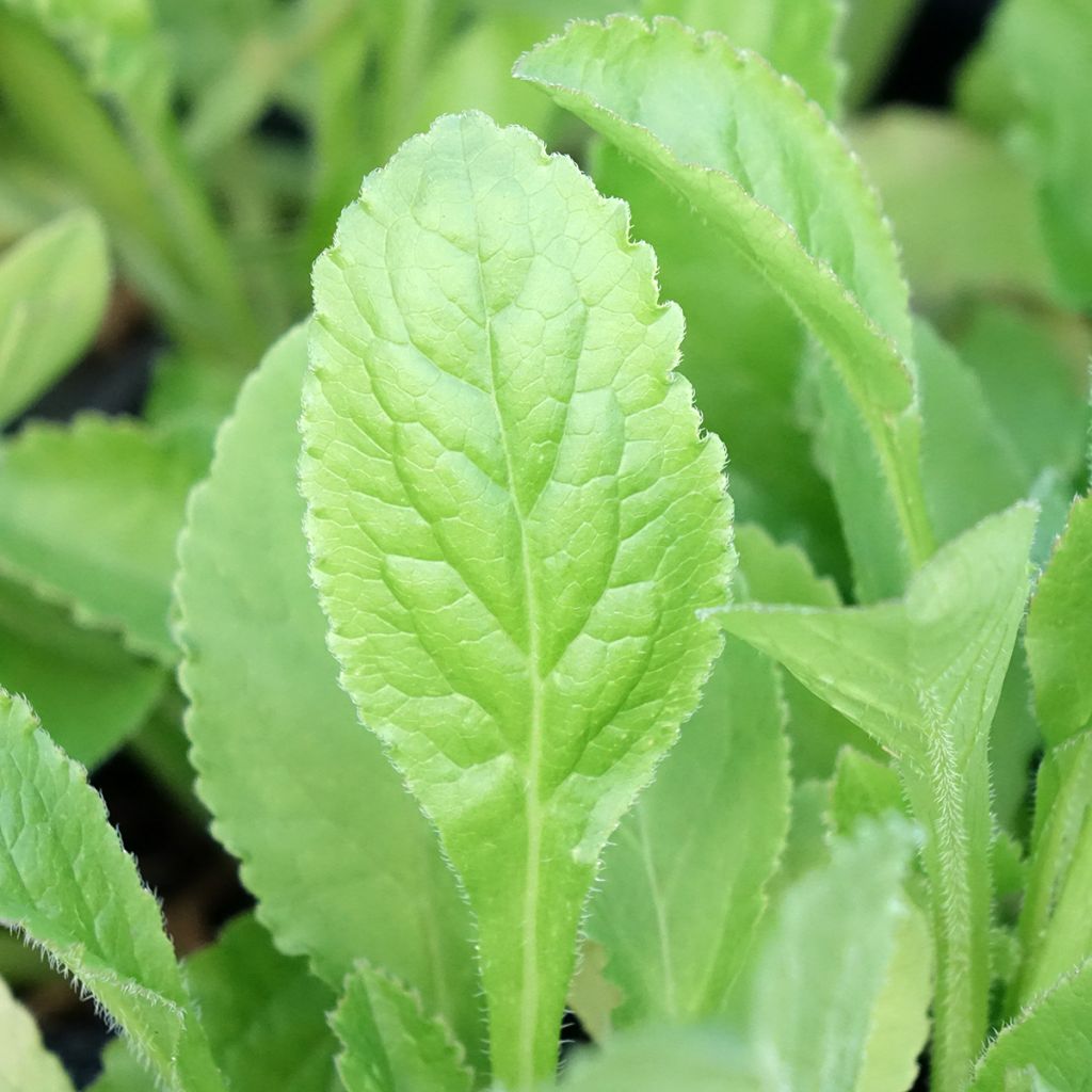 Campanula medium Blau - Mariëtteklokje