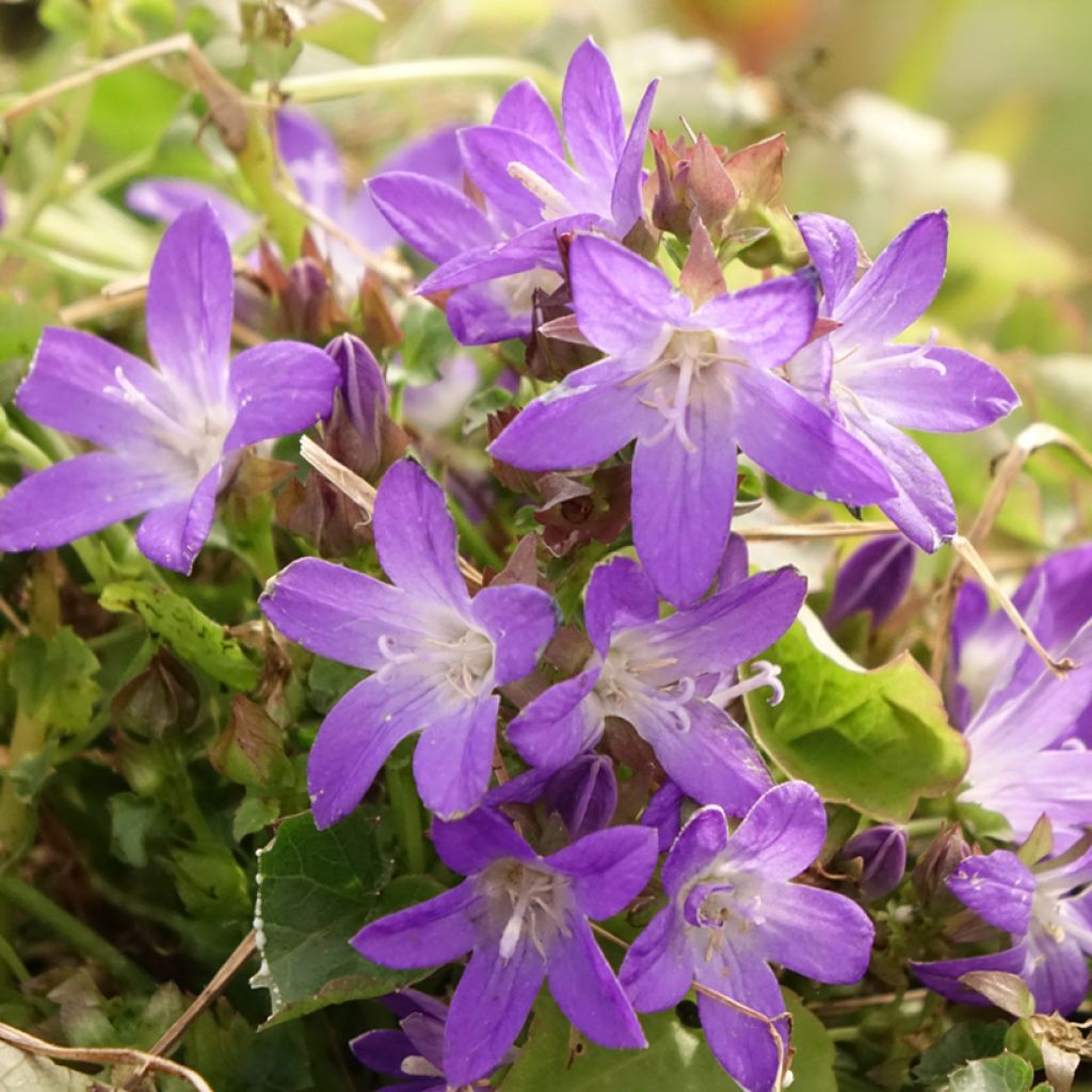 Campanula poscharskyana Adansa Purple - Kruipklokje