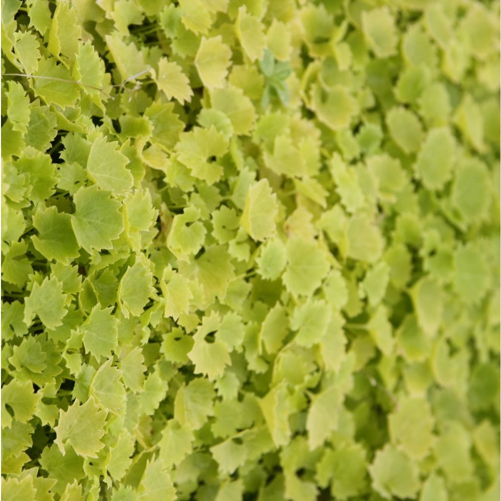 Campanula garganica Dicksons Gold - Klokje