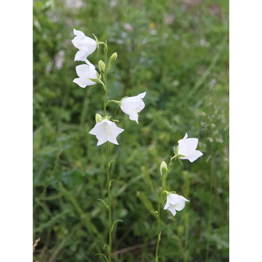Campanula persicifolia Alba - Prachtklokje