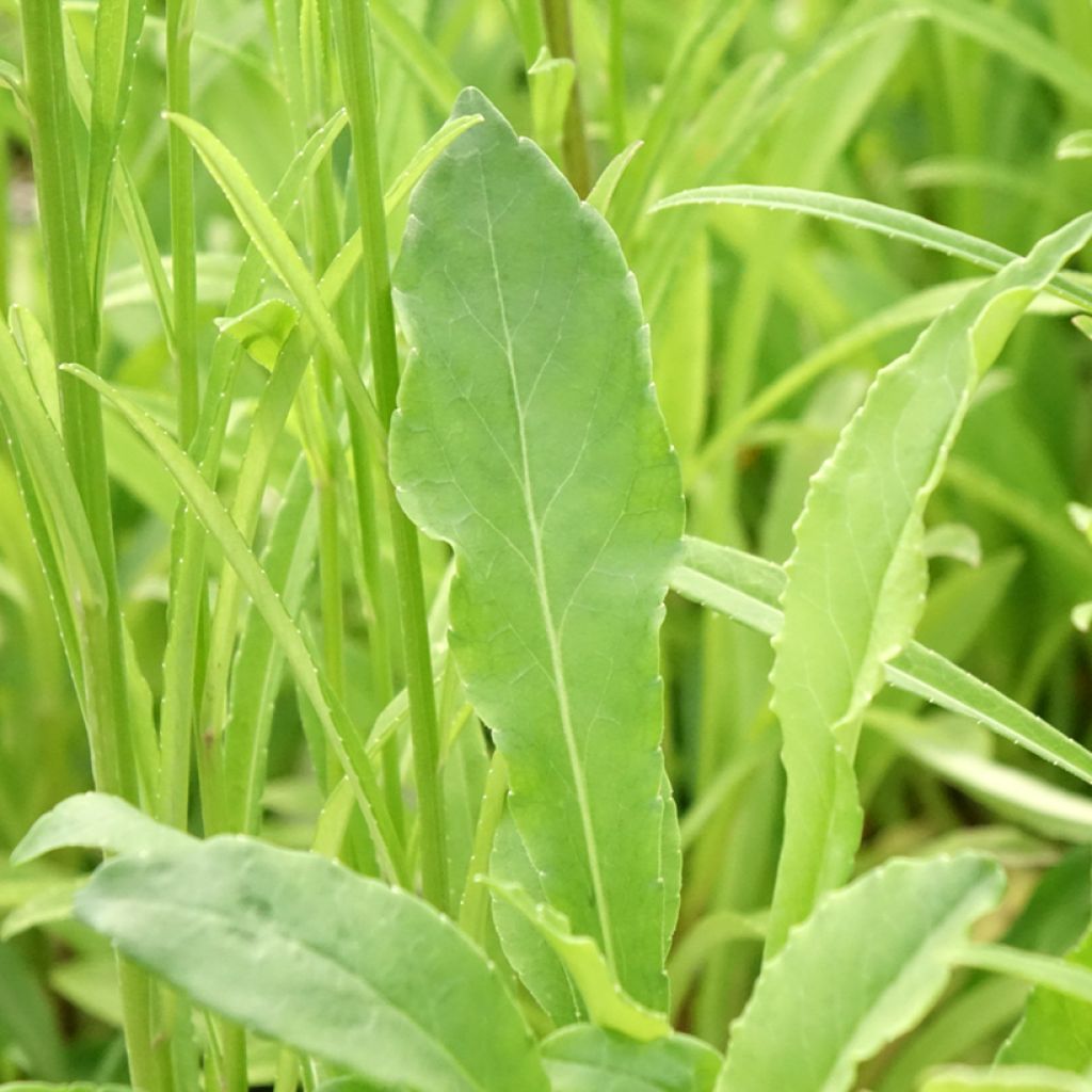 Campanula persicifolia - Prachtklokje