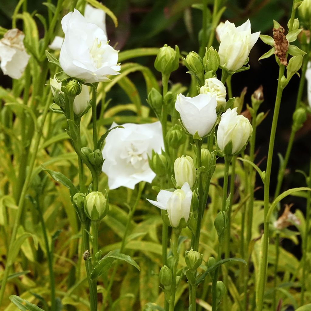 Campanula persicifolia La Bonne Amie - Prachtklokje