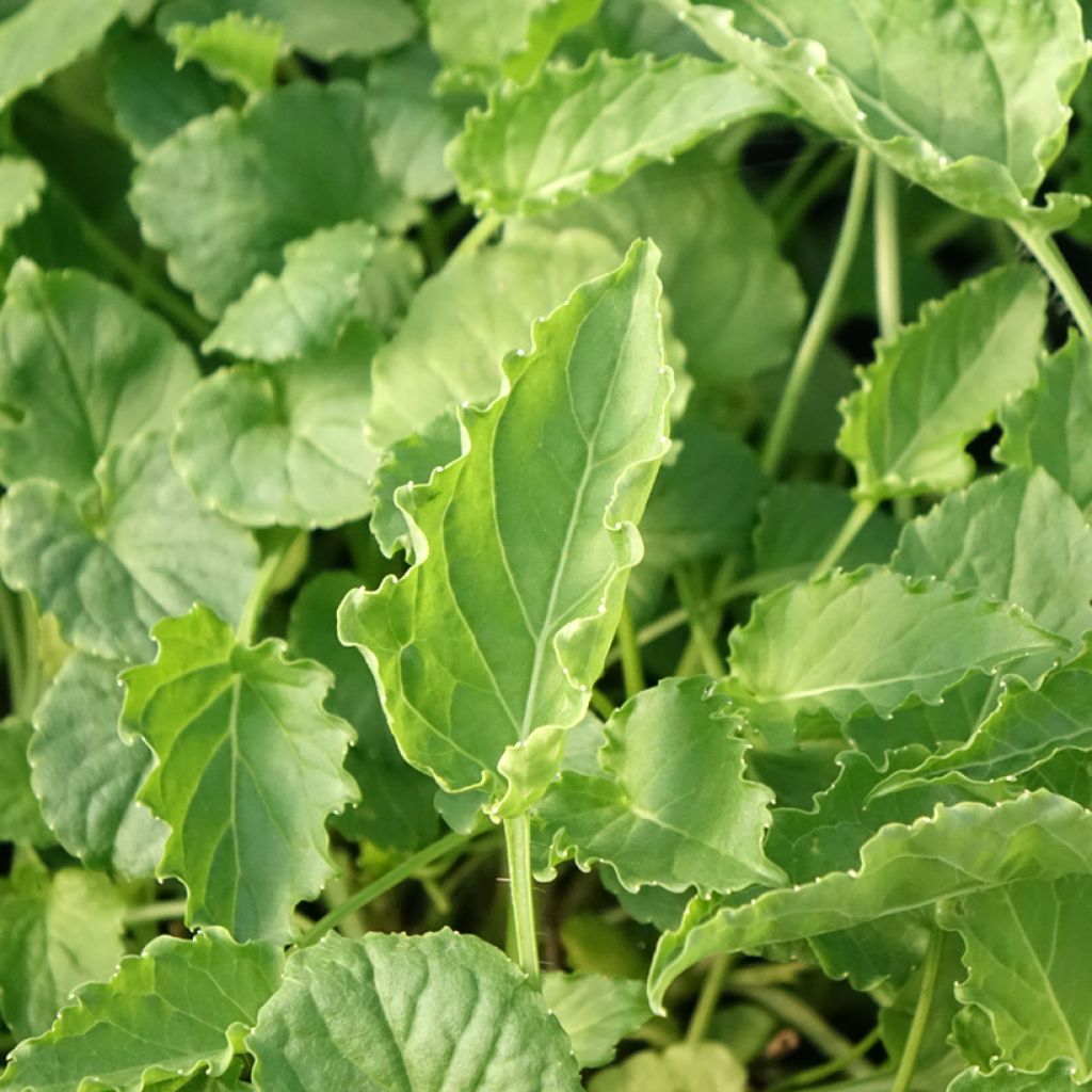 Campanula carpatica Clips - Karpatenklokje wit