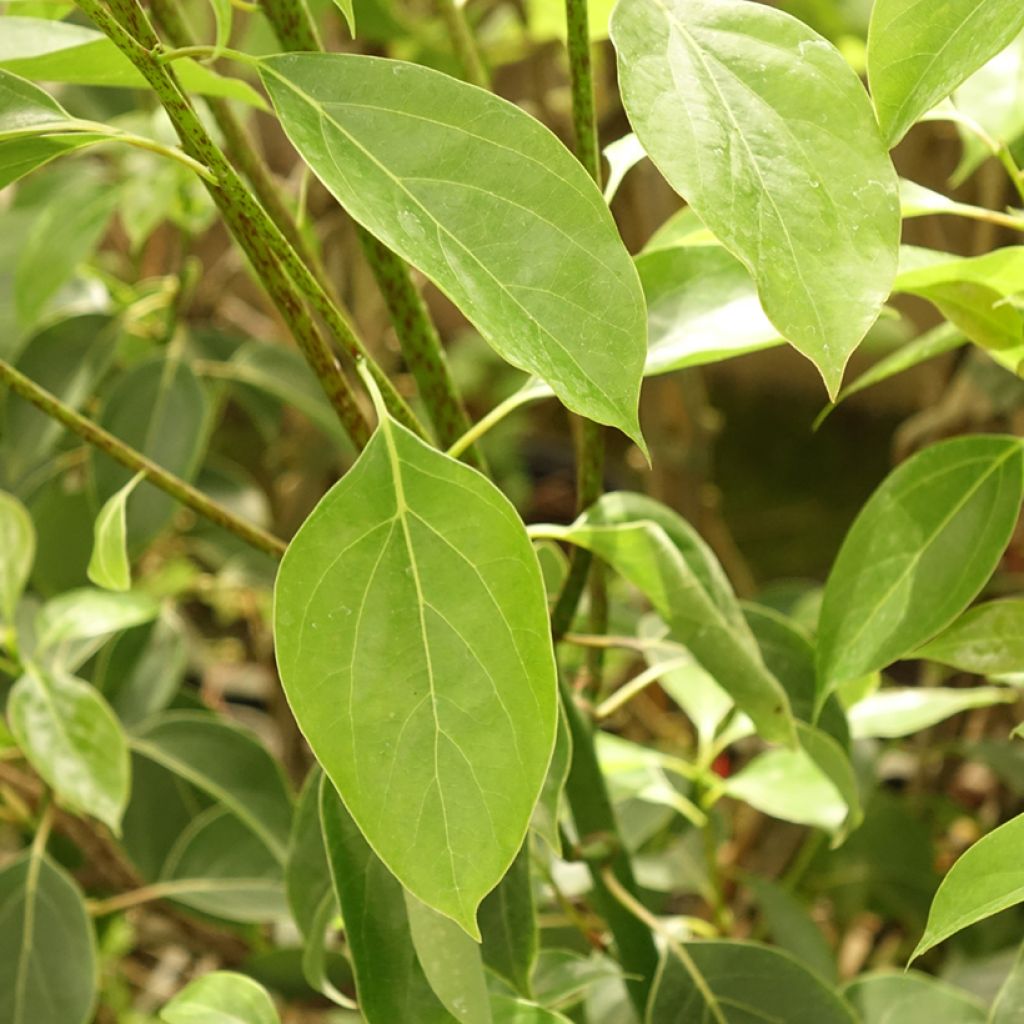 Cinnamomum camphora - Kamferboom
