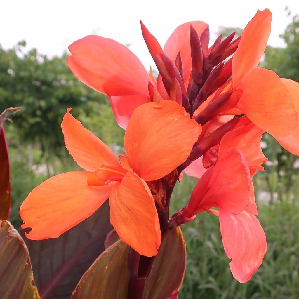 Canna indica Angelique - Indisch bloemriet