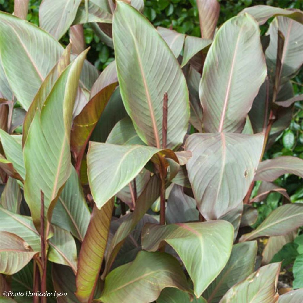 Canna indica Purpurea - Indisch bloemriet
