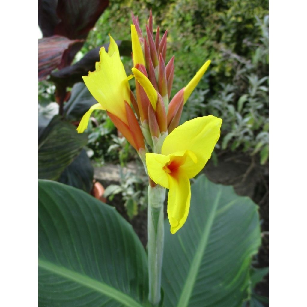 Canna Talisman - Indisch bloemriet