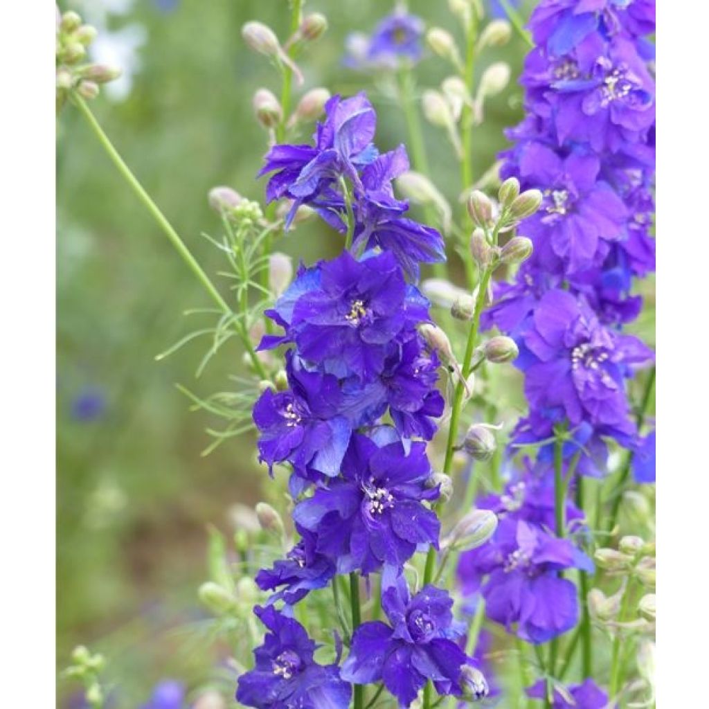 Ridderspoor DelQIS Dark Blue Edge (zaad) - Delphinium consolida