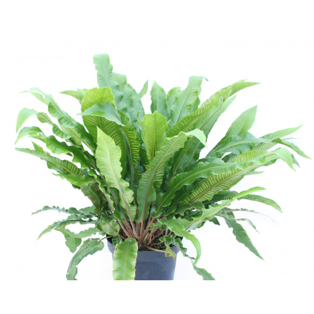 Phyllitis scolopendrium - Tongvaren