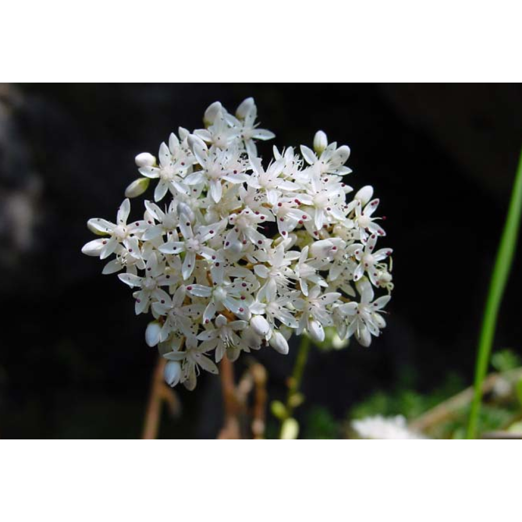 Sedum album Murale - Wit vetkruid