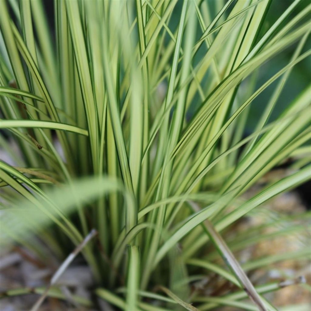 Carex brunnea Jenneke - Bonte zegge