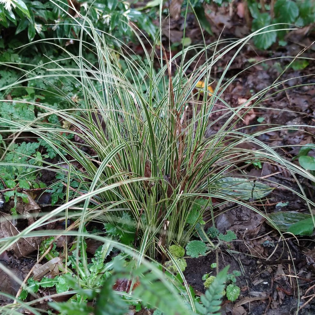Carex brunnea Variegata - Bonte zegge