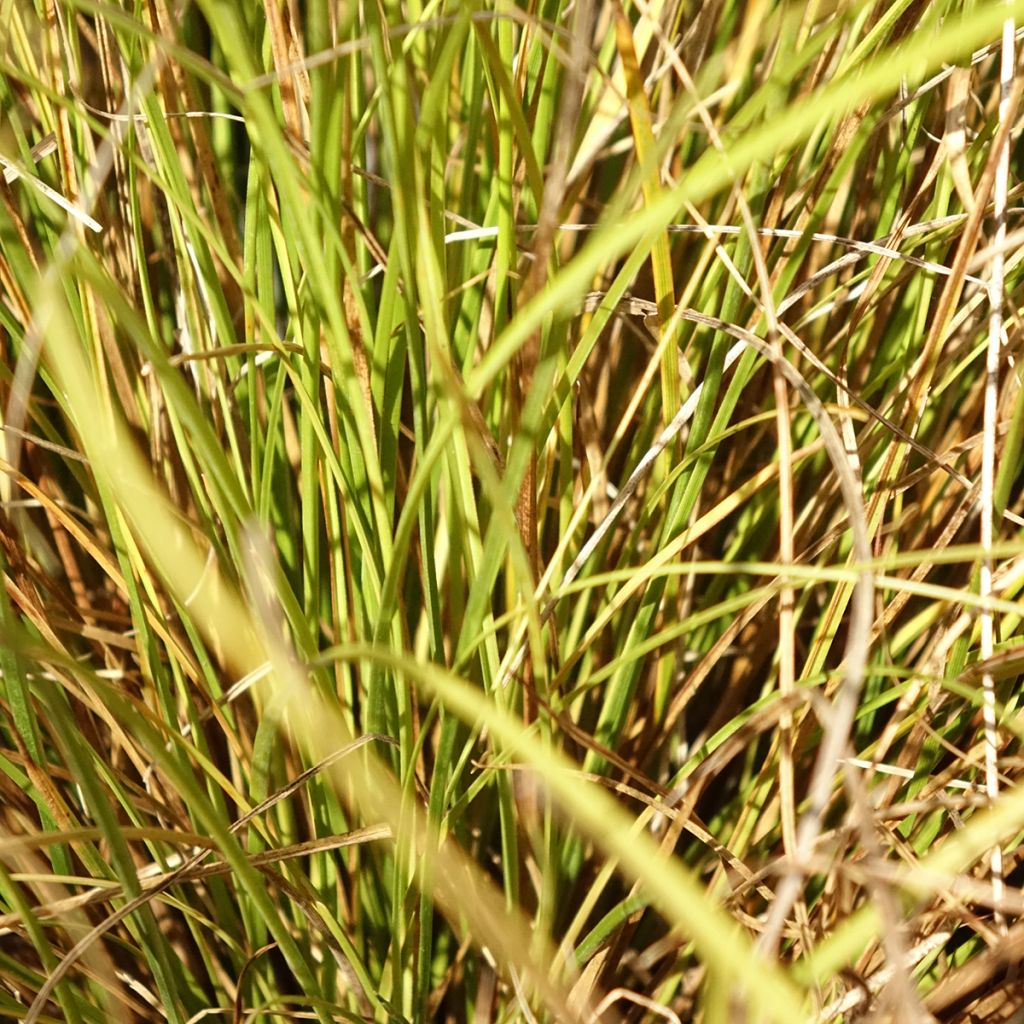 Carex comans Phoenix Green - Zegge