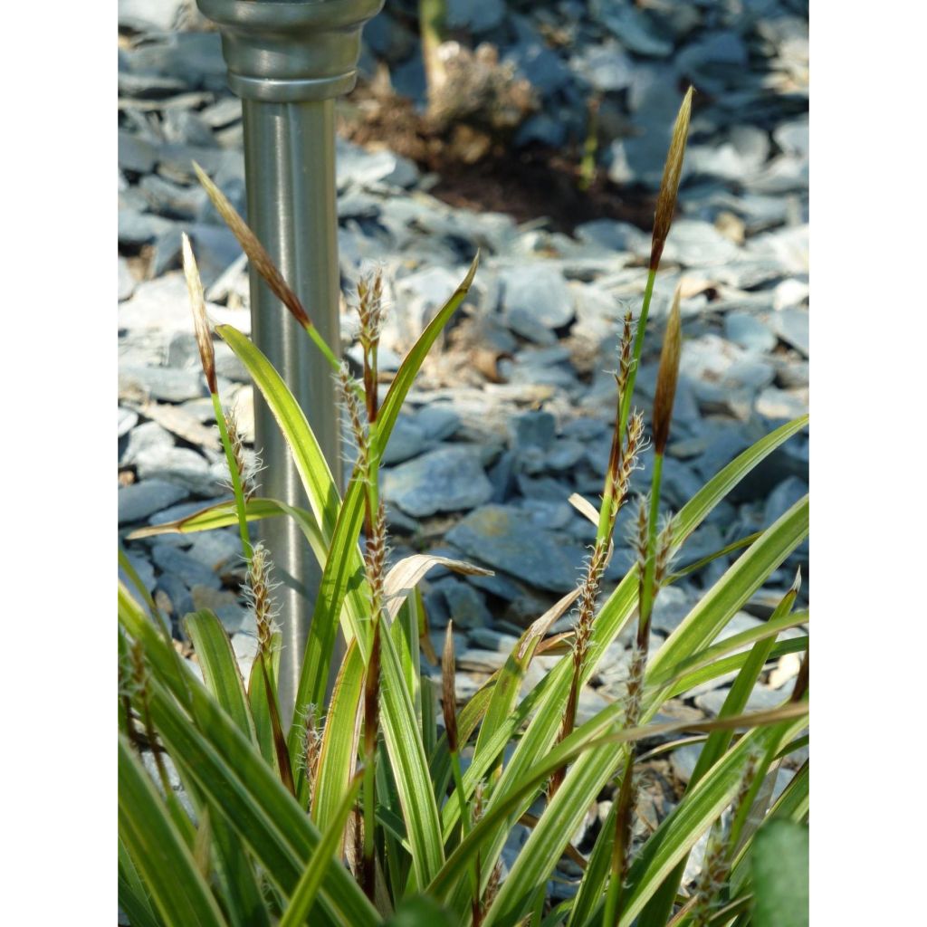 Carex Ice Dance - Japanse zegge